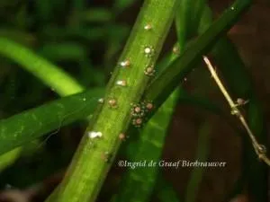 Жаба джудже (hymenochirus boettgeri)