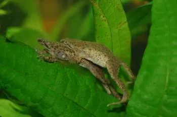 Жаба джудже (hymenochirus boettgeri)