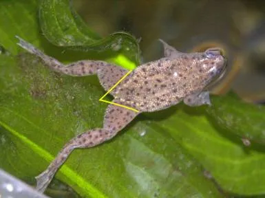 Жаба джудже (hymenochirus boettgeri)