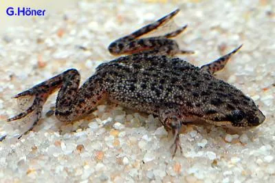 Жаба джудже (hymenochirus boettgeri)