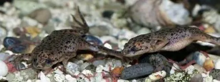 Жаба джудже (hymenochirus boettgeri)