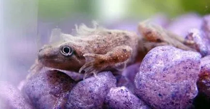 Жаба джудже (hymenochirus boettgeri)