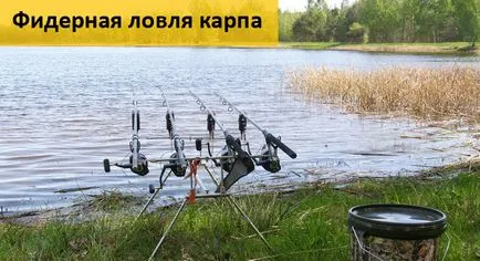Улов шаран за риба на платените водоеми