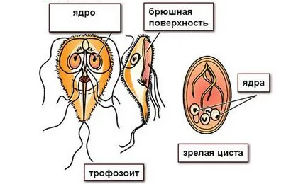 Giardia в детските симптоми и лечение на лямблиоза при дете