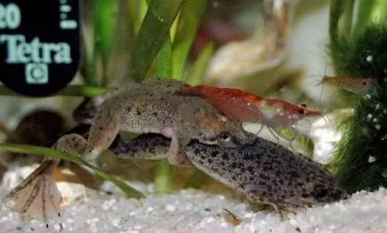 Жаба джудже (hymenochirus boettgeri)