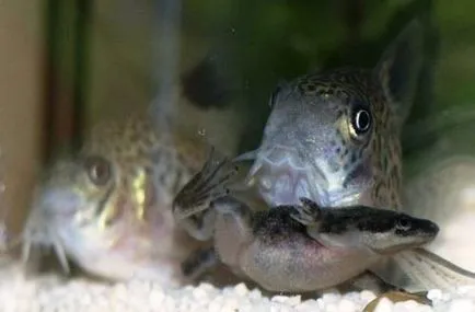Жаба джудже (hymenochirus boettgeri)