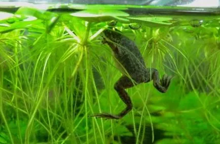Жаба джудже (hymenochirus boettgeri)
