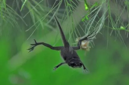 Жаба джудже (hymenochirus boettgeri)