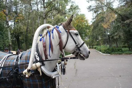 Коне за сватба, конен клуб 