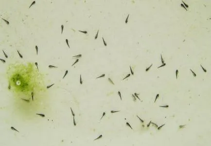 Жаба джудже (hymenochirus boettgeri)