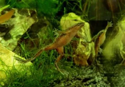 Жаба джудже (hymenochirus boettgeri)