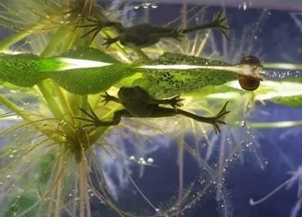 Жаба джудже (hymenochirus boettgeri)