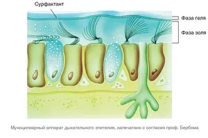 Myrtol три стандартизиран механизъм на действие с риносинуит