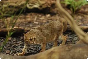 Урина с кръв от котка причинява от лечение, помощник на котката