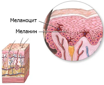 Меланинът - функция и за прилагане (меланин) Меланинът - функцията и приложение