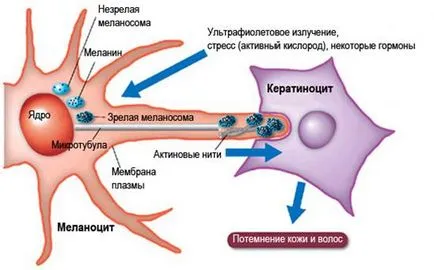 Меланинът, което е - продукти увеличават производството на меланин, помощ и съвети