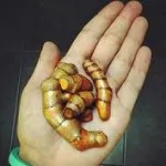 Мога ли да се пие чай градински чай като полза и вреда