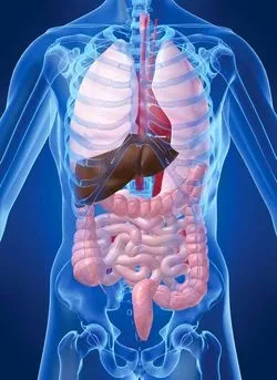 MRI на подготовката на корема и ретроперитонеален орган и това показва,