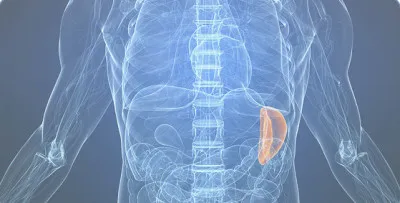 MRI (сканиране) на коремната кухина, че това е, какво да проверяват органи, как да се подготвите