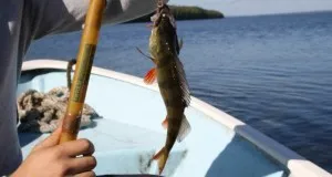 Какво риба