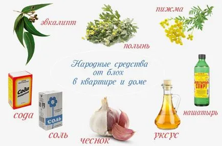 Фолк средства за бълхи в апартамента