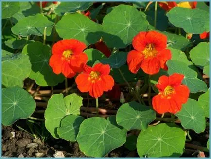 Nasturtium расте от семена и кога да се засадят (Nasturtium) Латинка расте от семена и кога да засадят