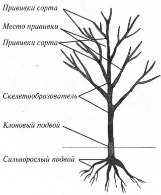 Необичайни присаждане на круши