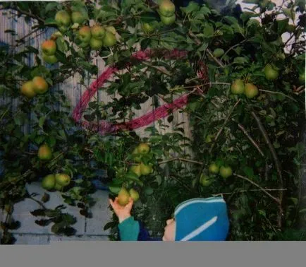 Необичайни присаждане на круши
