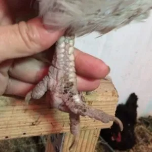 Hogyan állapítható meg, hogy milyen korú a tojótyúkok megjelenésük