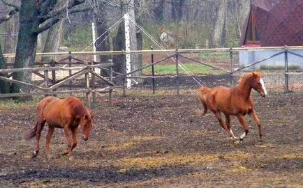 Ahogy orenburzhets döntött, hogy lesz egy indiai - Csak kíváncsi