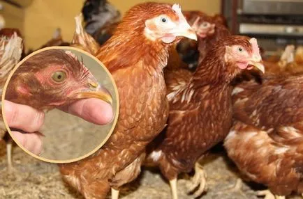 Hogyan állapítható meg, hogy milyen korú a csirke - csirke különbségek életkor