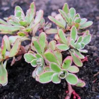 Sedum различни видове, снимка, машини, съоръжения градина