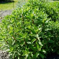 Sedum различни видове, снимка, машини, съоръжения градина