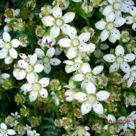 Sedum различни видове, снимка, машини, съоръжения градина