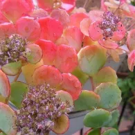 Sedum различни видове, снимка, машини, съоръжения градина