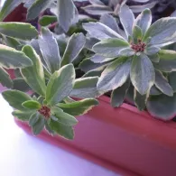 Sedum различни видове, снимка, машини, съоръжения градина