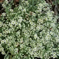 Sedum различни видове, снимка, машини, съоръжения градина