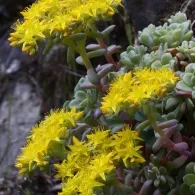 Sedum различни видове, снимка, машини, съоръжения градина