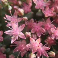 Sedum различни видове, снимка, машини, съоръжения градина
