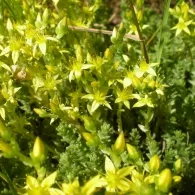 Sedum различни видове, снимка, машини, съоръжения градина