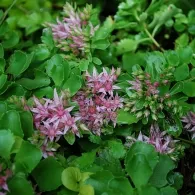 Sedum различни видове, снимка, машини, съоръжения градина