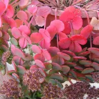 Sedum различни видове, снимка, машини, съоръжения градина