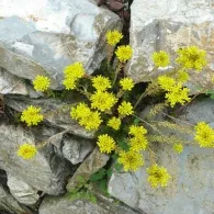 Sedum различни видове, снимка, машини, съоръжения градина