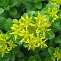 Sedum различни видове, снимка, машини, съоръжения градина