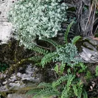 Sedum различни видове, снимка, машини, съоръжения градина