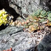 Sedum различни видове, снимка, машини, съоръжения градина