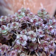 Sedum различни видове, снимка, машини, съоръжения градина