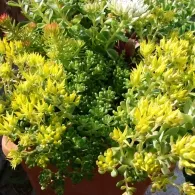 Sedum различни видове, снимка, машини, съоръжения градина