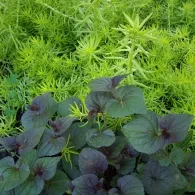 Sedum различни видове, снимка, машини, съоръжения градина