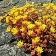 Sedum различни видове, снимка, машини, съоръжения градина